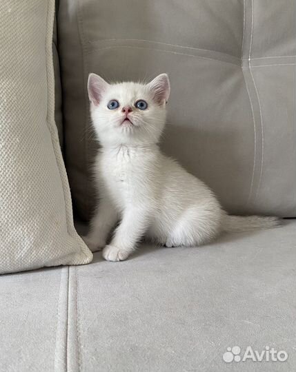 Шотландский котик - окрас ns 1133