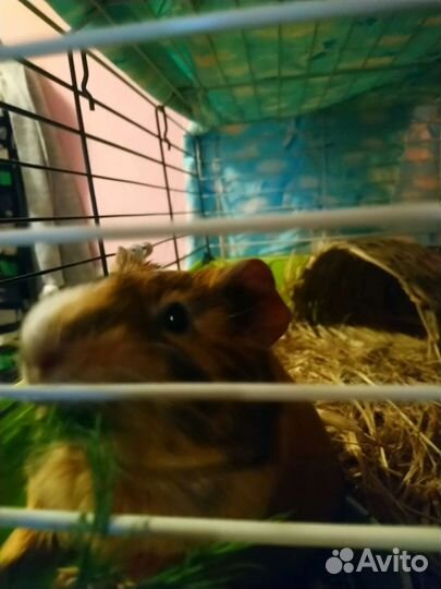 Передержка морских свинок. 90р/д