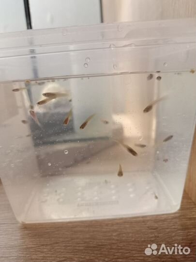 Аквариумная рыбка гуппи