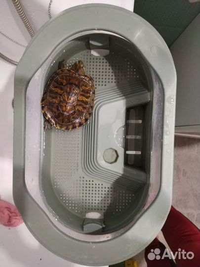 Маленькая черепаха