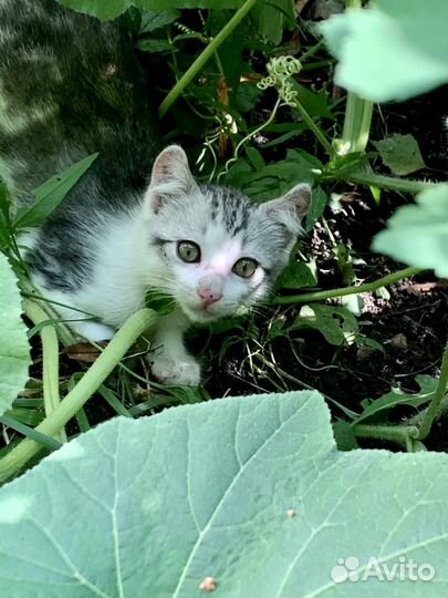 Котята метисы Американский керл в дар бесплатно