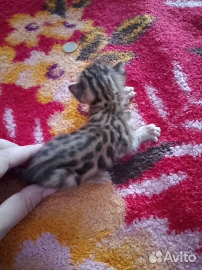 Бенгальские котята