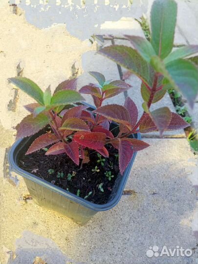 Гортензия Самарская Лидия