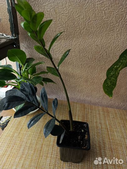 Замиокулькас равен