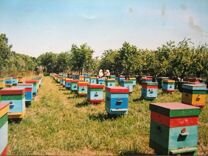 Пчелопакеты, пчеломатки 2024: бакфаст, карника