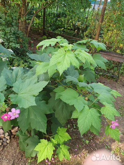 Клён-малина