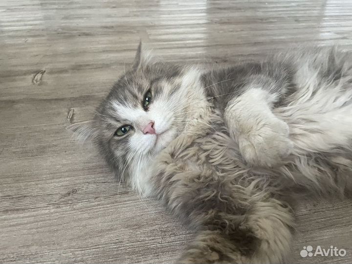 Кот с улицы