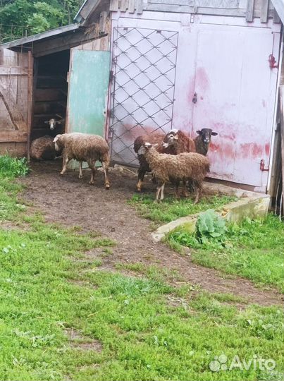 Курдючные бараны овцы