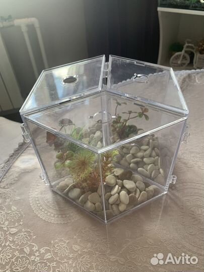 Аквариум для рыбки петушка