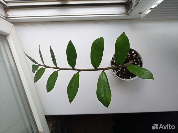 Долларовое дерево (замиокулькас)