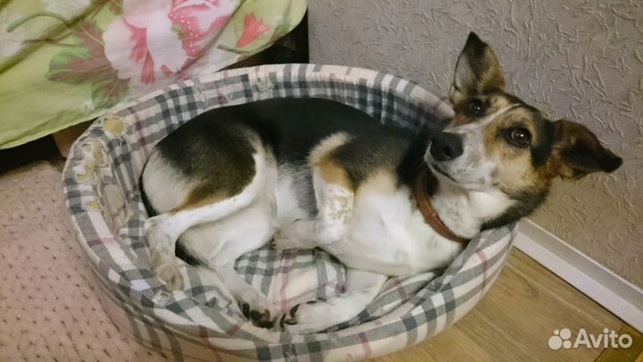 Домашняя передержка животных