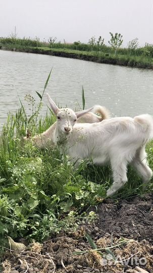 Зааненские козочки