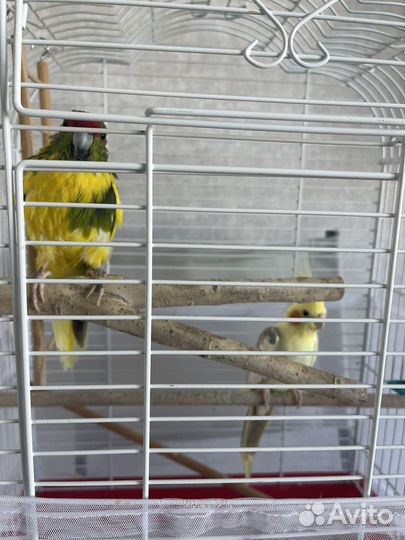 Попугаи Корелла и Какарик