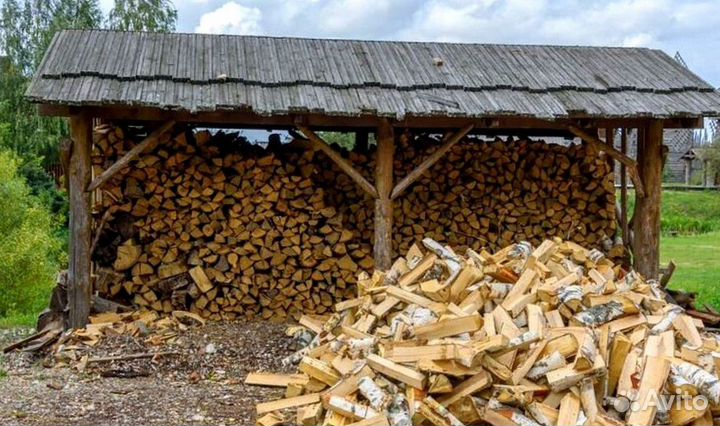 Береза на выбор