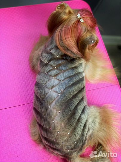 Стрижка/груминг собак мелких пород