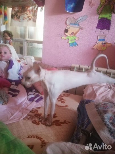 Канадский сфинкс девочка