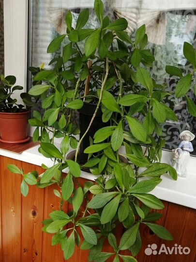 Молочай, комнатный цветок