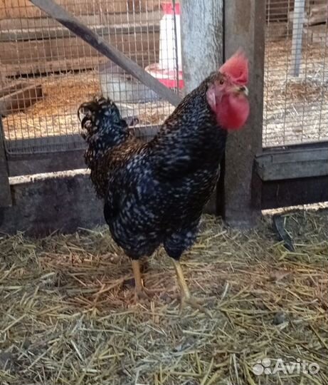 Молодые петухи