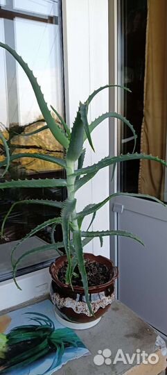 Алоэ столетник