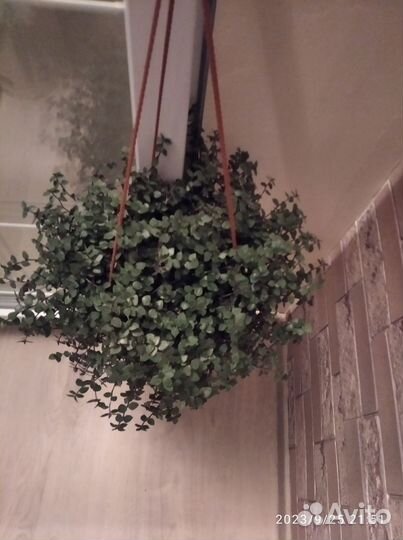 Каллизия ползучая