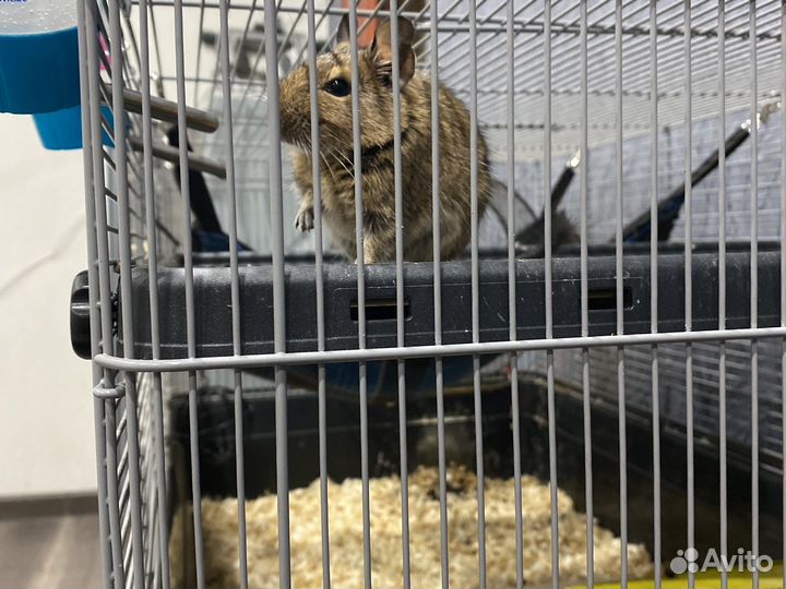 Продам клетку