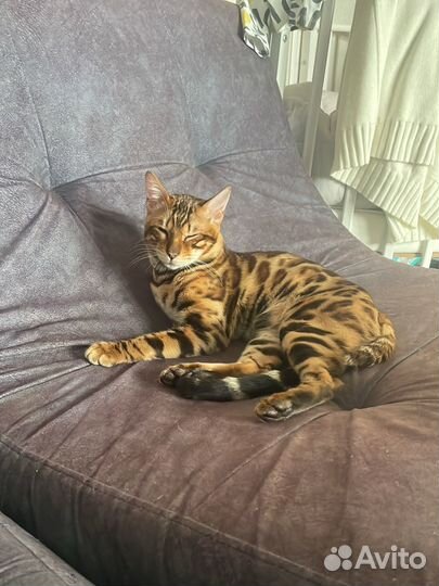 Бенгальский кот вязка с документами