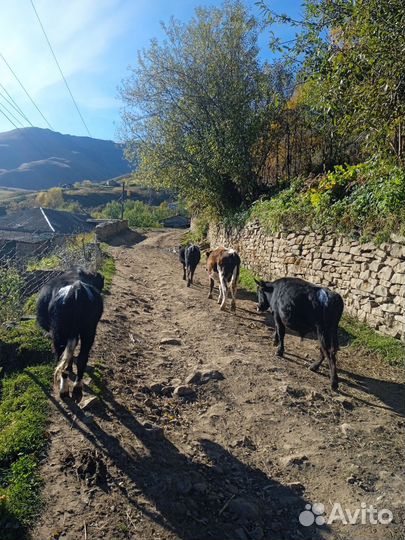 Бычки и телки