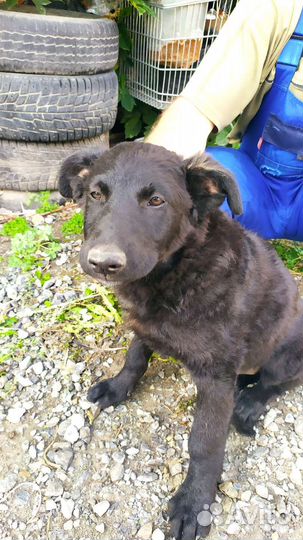 Собака в добрые руки