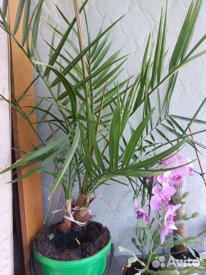 Финиковая пальма 2 шт