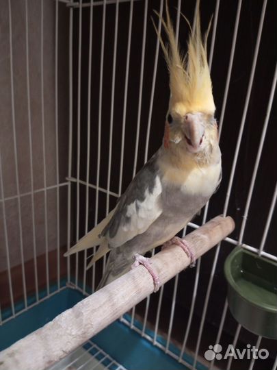 Попугай корелла с клеткой