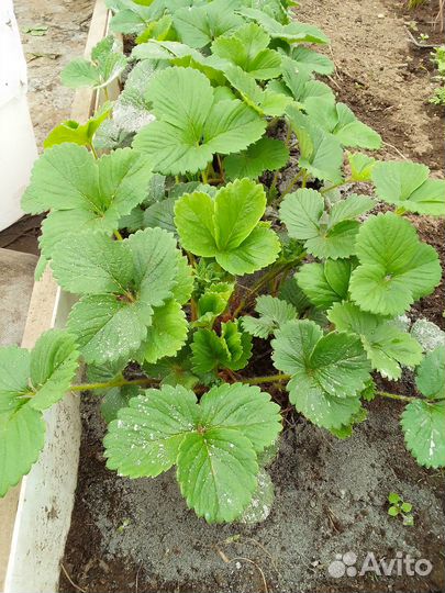 Рассада клубники