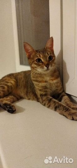 Кошка в добрые руки