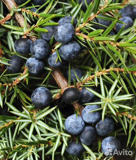 Можжевельник лекарственный