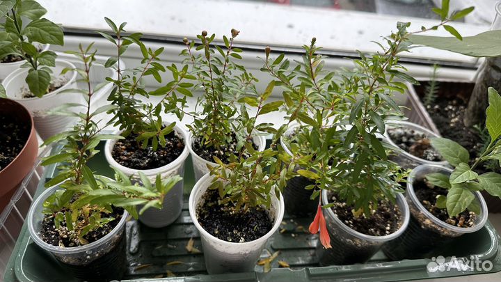 Соланум, антуриум, гранат