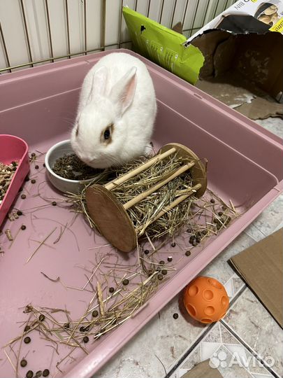 Декоративные кролики