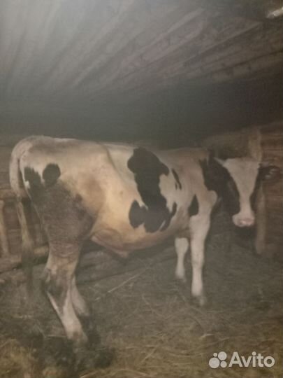 Быки живым весом