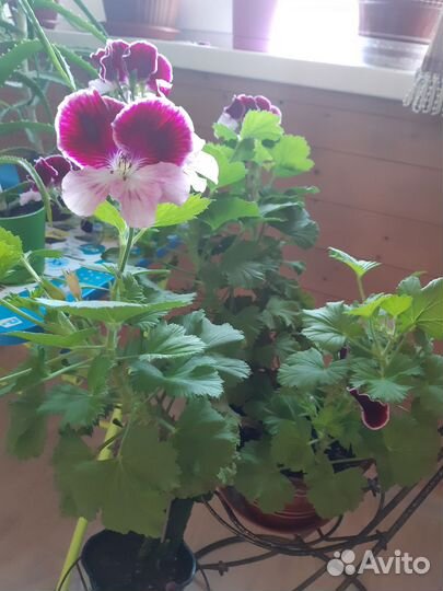 Пеларгония герань