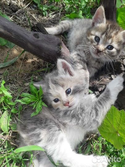 Кошки в добрые руки