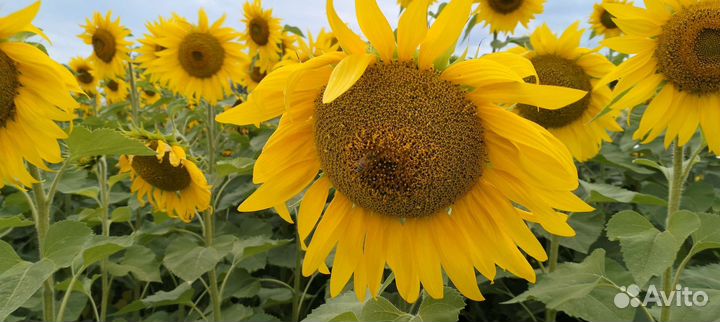 Мед подсолнечный оптом