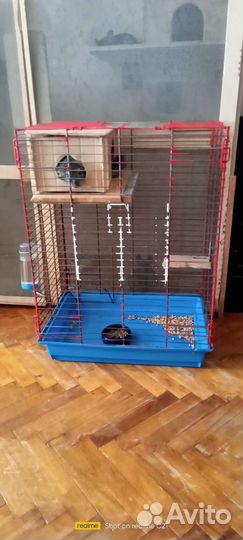 Пара шиншилл с клеткой