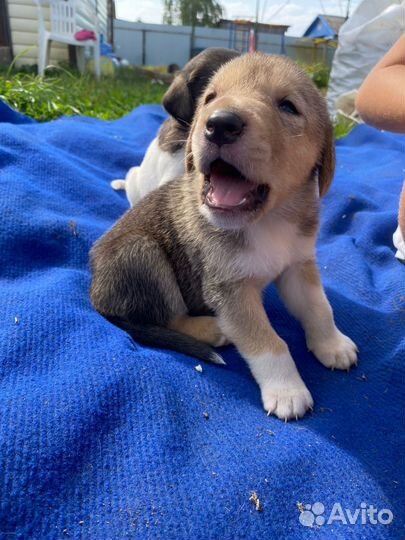 Щенки русской пегой гончей