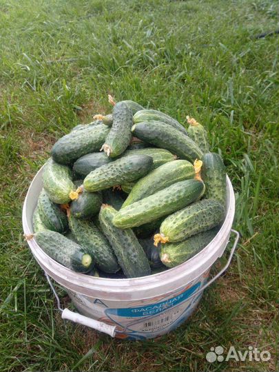 Огурцы,яблоки,мясо бройлера,яйцо,кабачки