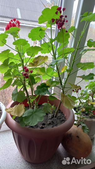 Герань (пеларгония)