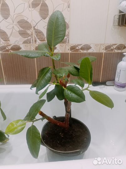 Фикус каучуконосный большой