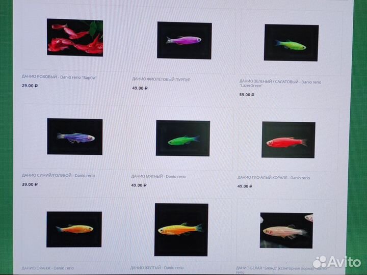 Данио цветные Аквариумные рыбки в ассортименте