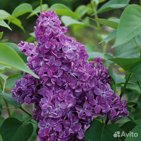 Сирень,Катальпа,Сумах,Каштан,Дуб,Боярышник,Калина