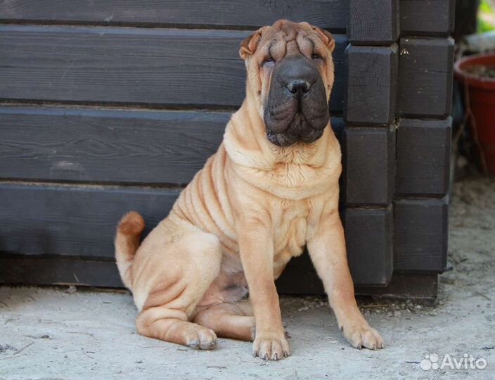 Шарпей мальчик подросток