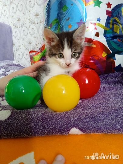 Отдам котят