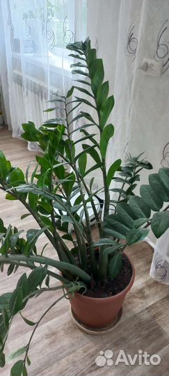 Замиокулькас