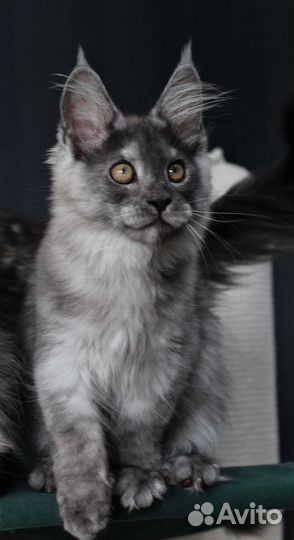 Котята Мейн Кун